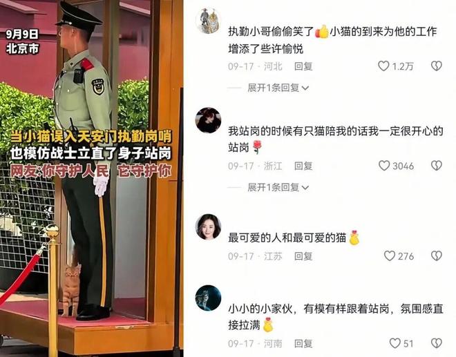 国庆假期，那只误入天安门岗哨的小猫又来了，网友直呼：太暖了